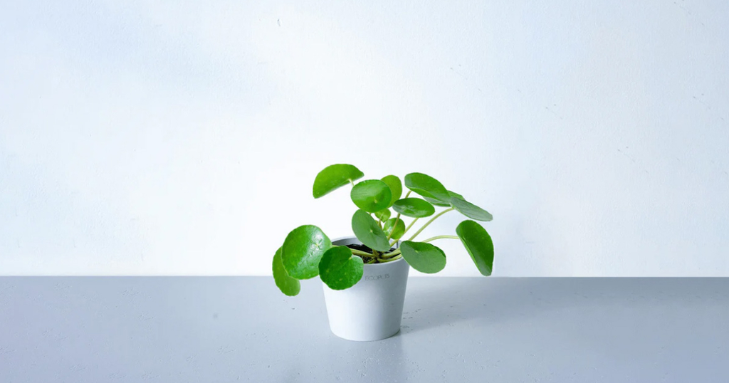 ピレア・ペペロミオイデス