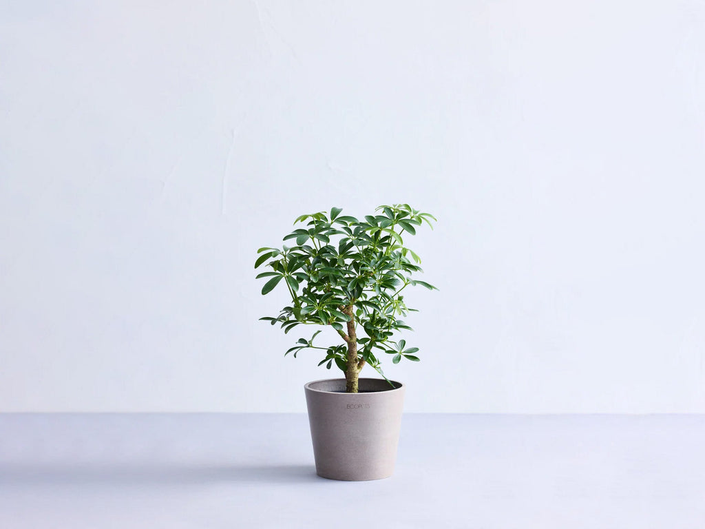 シェフレラ 4号