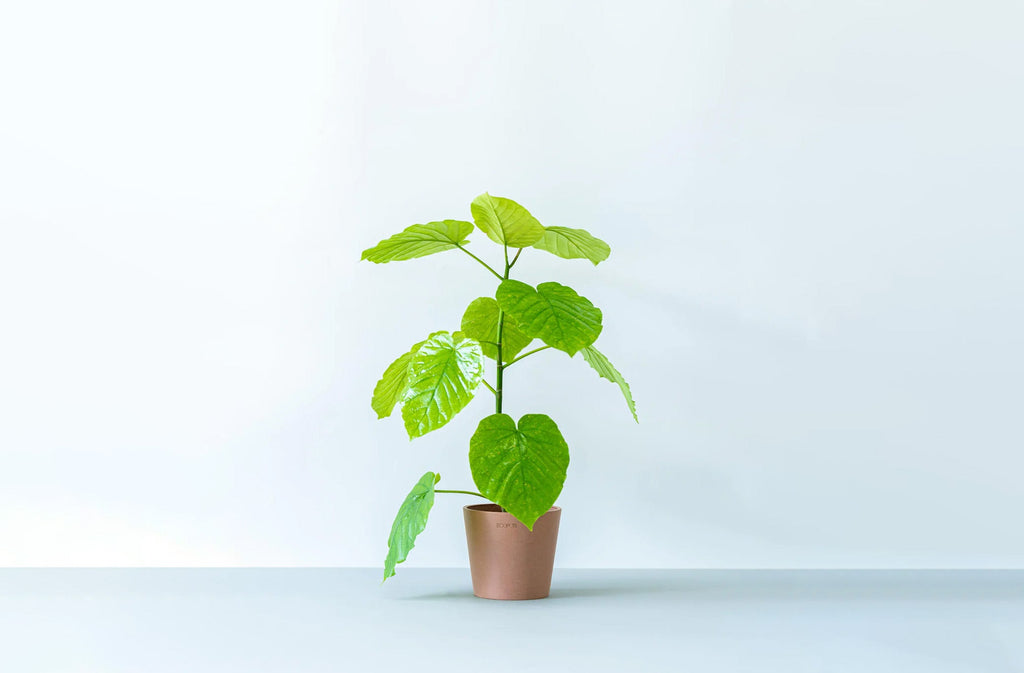 フィカス・ウンベラータ 4号