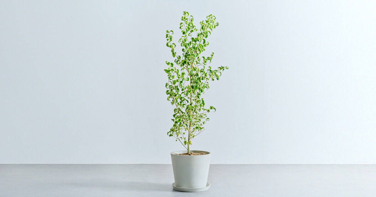 ベンジャミン・シタシオン