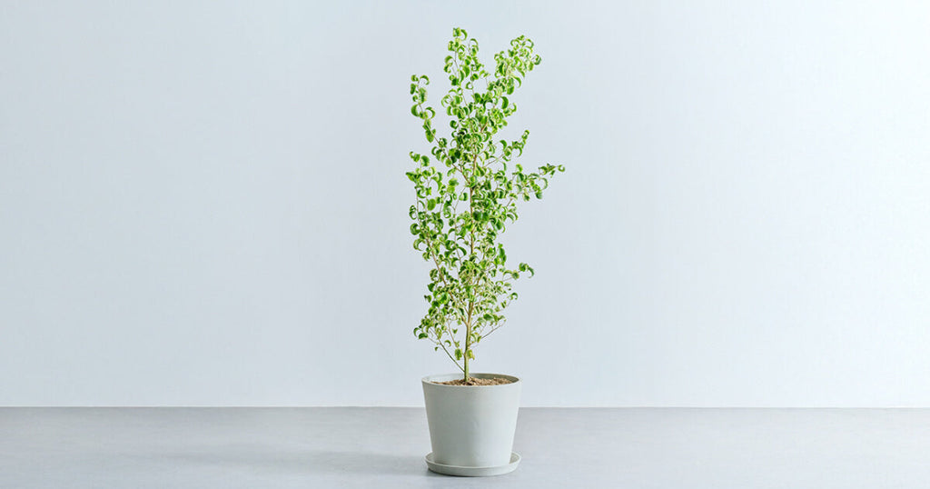 ベンジャミン・シタシオン