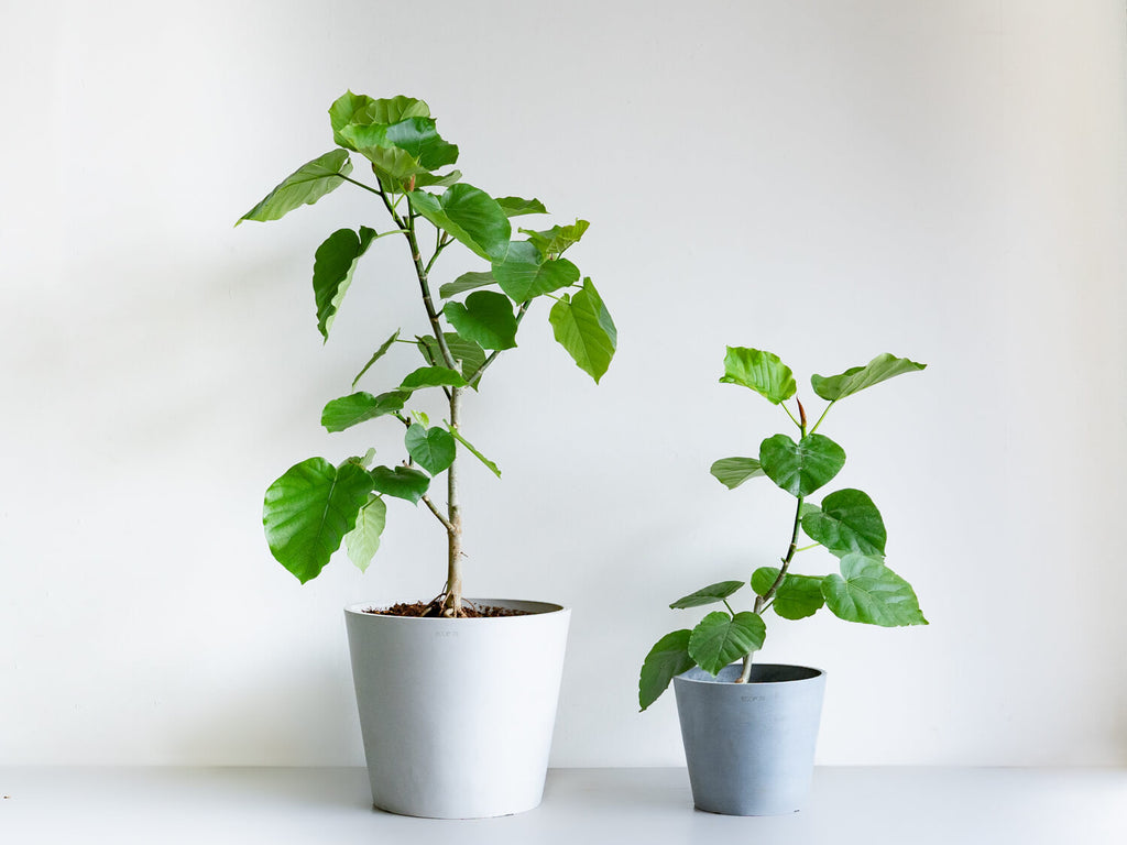 フィカス ノーマル