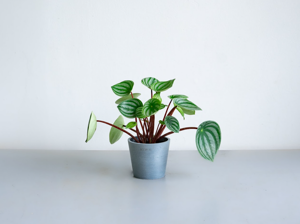 ペペロミア 4号