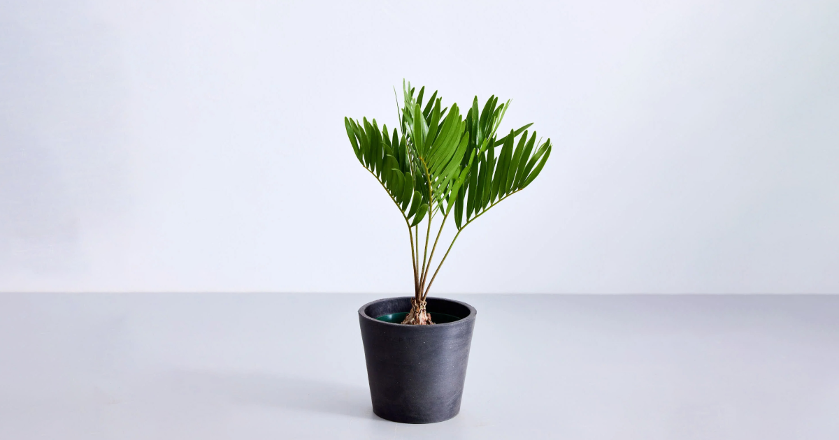 ザミア・フロリダーナ