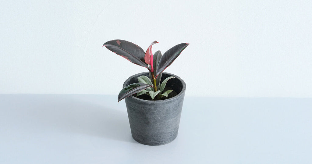 フィカス・ルビー