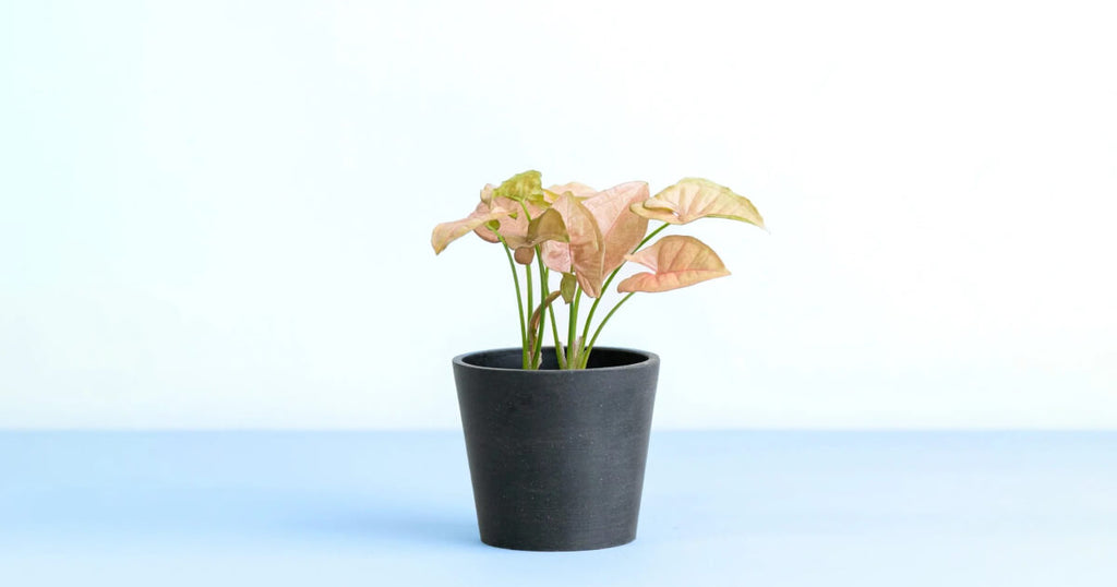 シンゴニウム・ネオン