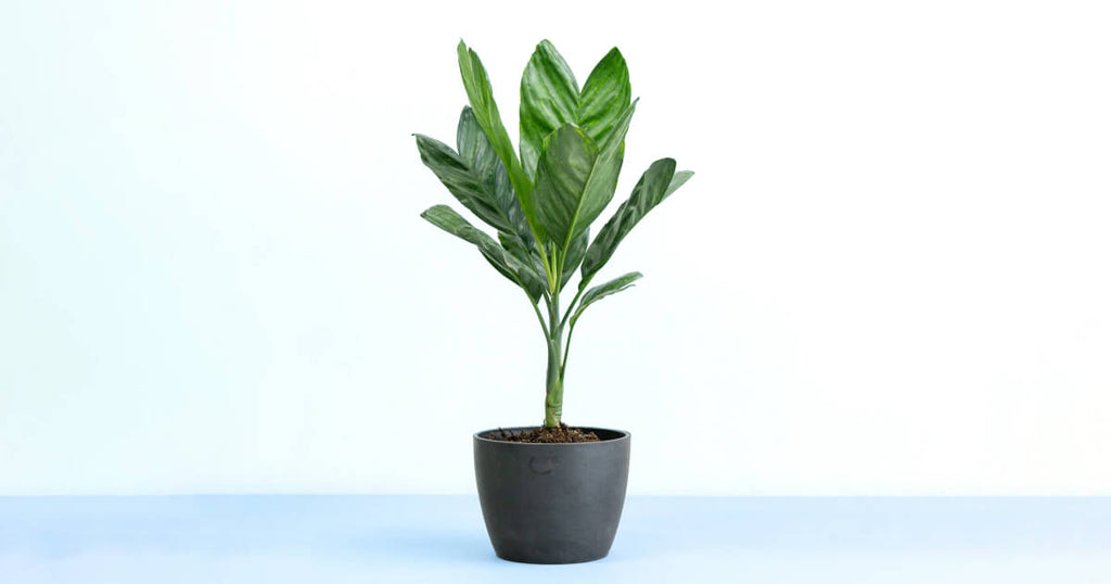 チャメドレア・メタリカ