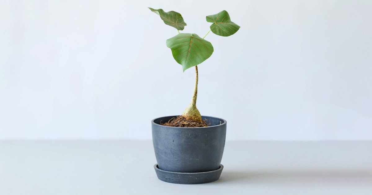 フィカス・ペティオラリス