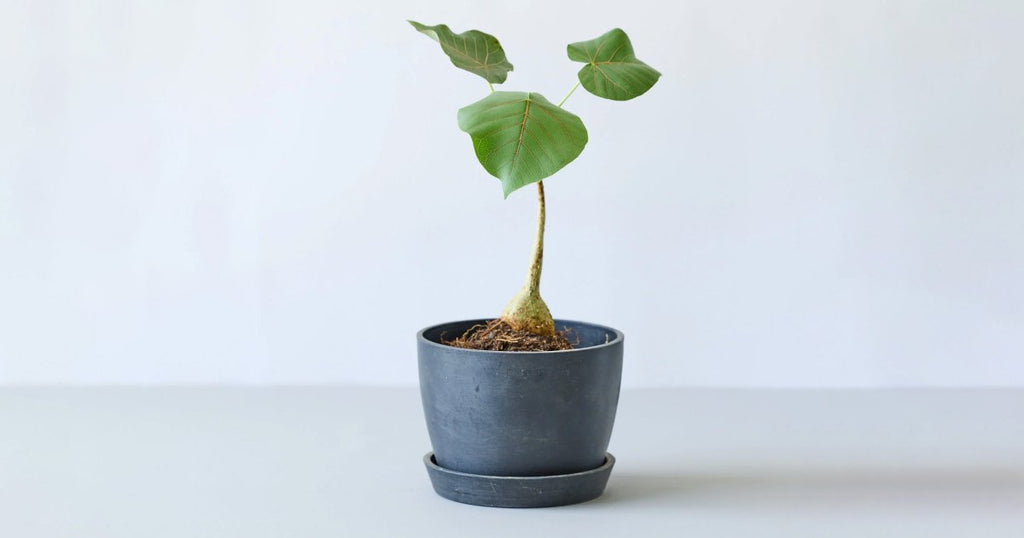 フィカス・ペティオラリス