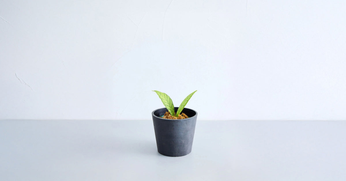 ホヤ・カリストフィラ