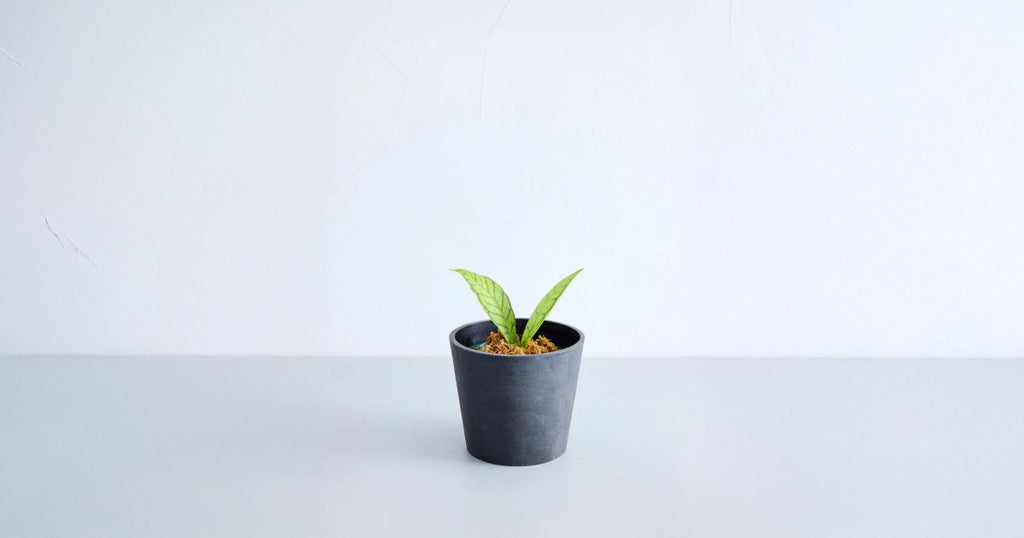 ホヤ・カリストフィラ