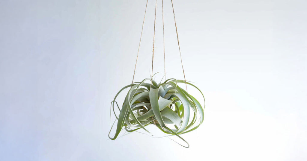 チランジア・キセログラフィカ