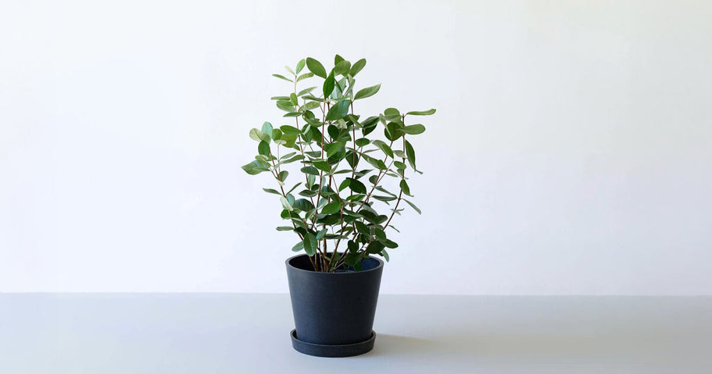 フェイジョアの木