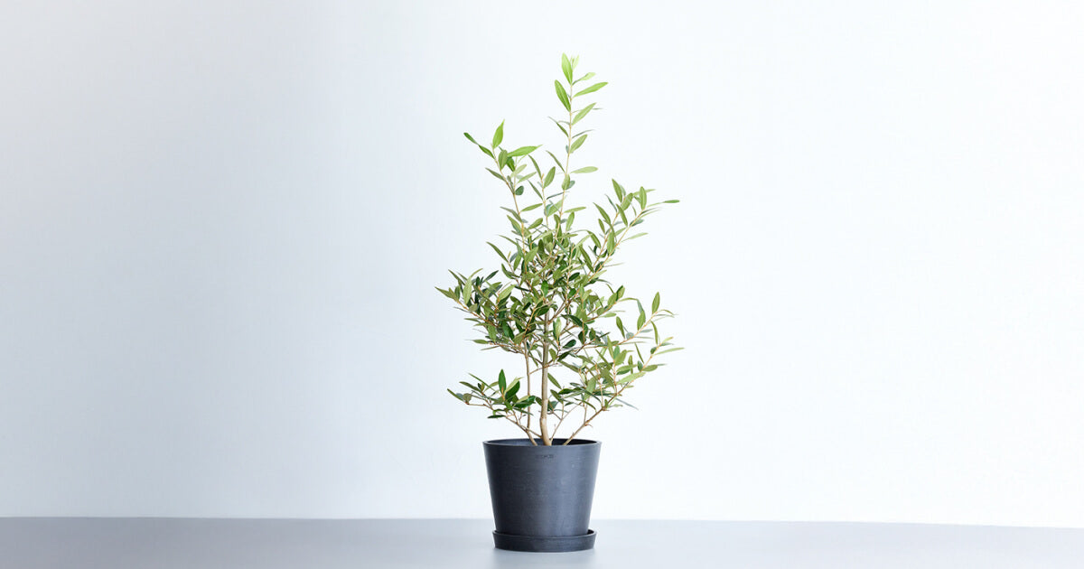 オリーブ・ひなかぜ