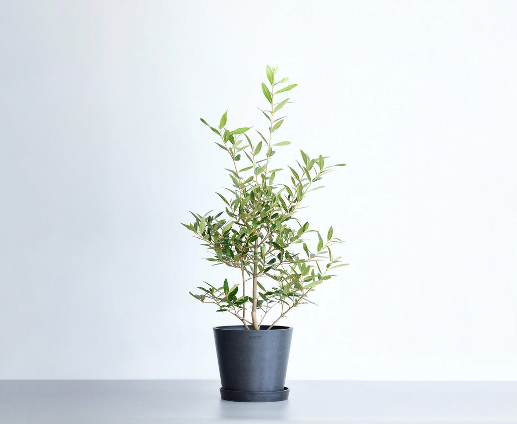 オリーブ・ひなかぜ 6号