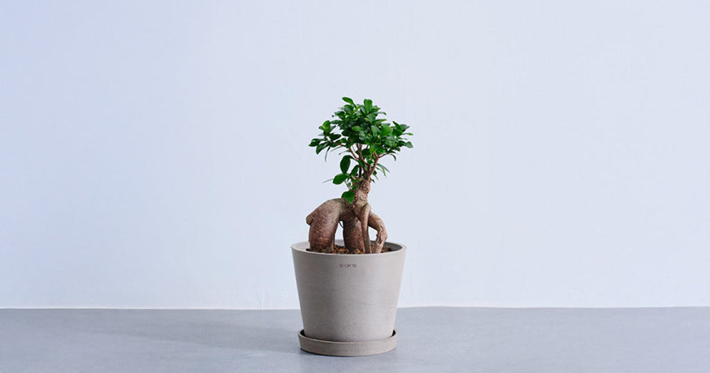 ガジュマル（多幸の木） 6号