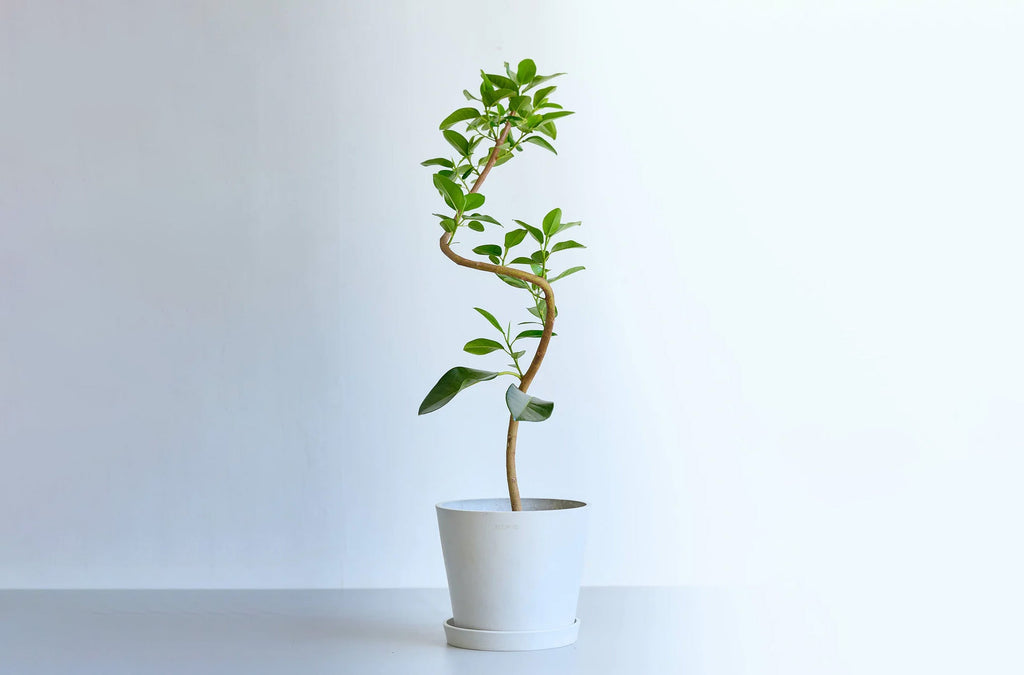 フランスゴムの木 6号