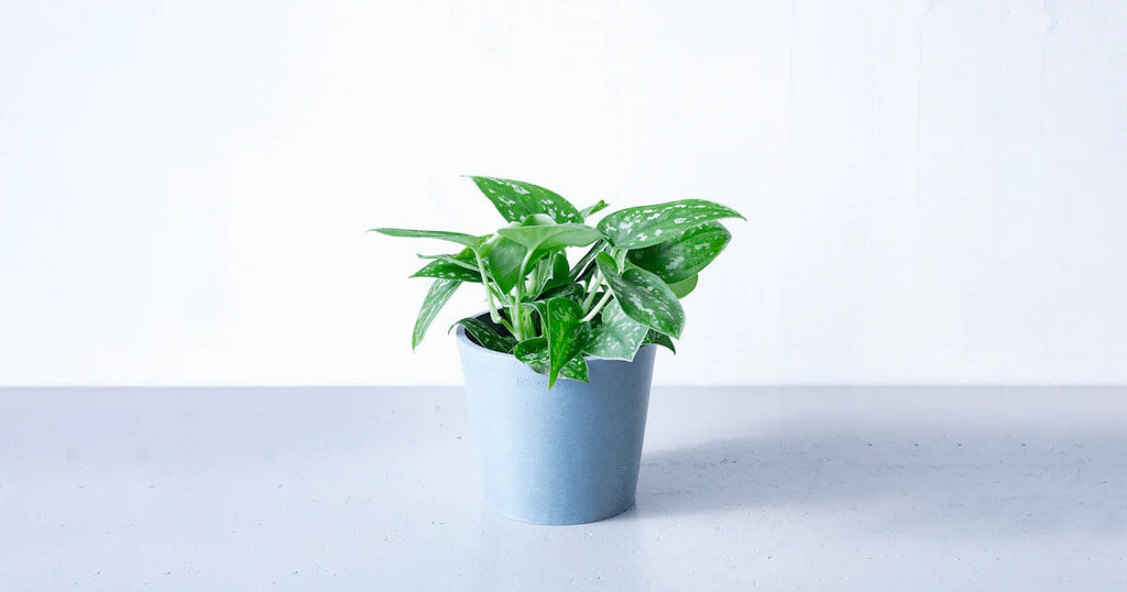 スキンダプサス