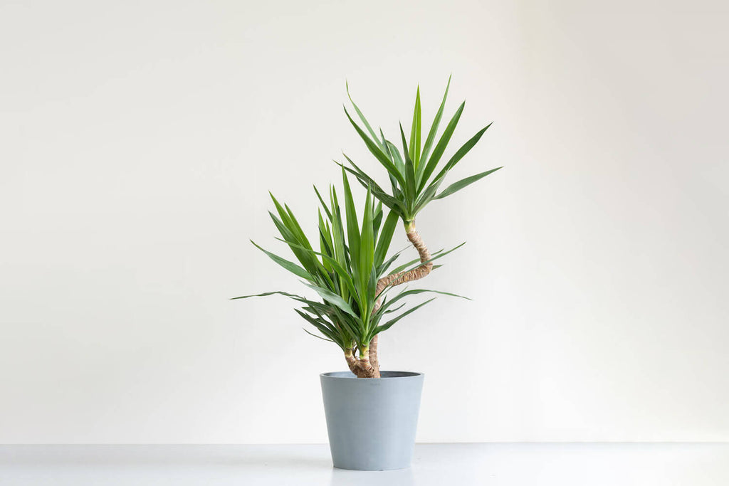 ユッカ（青年の木）