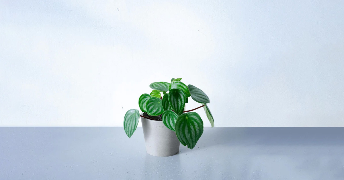 ペペロミア・サンデルシー