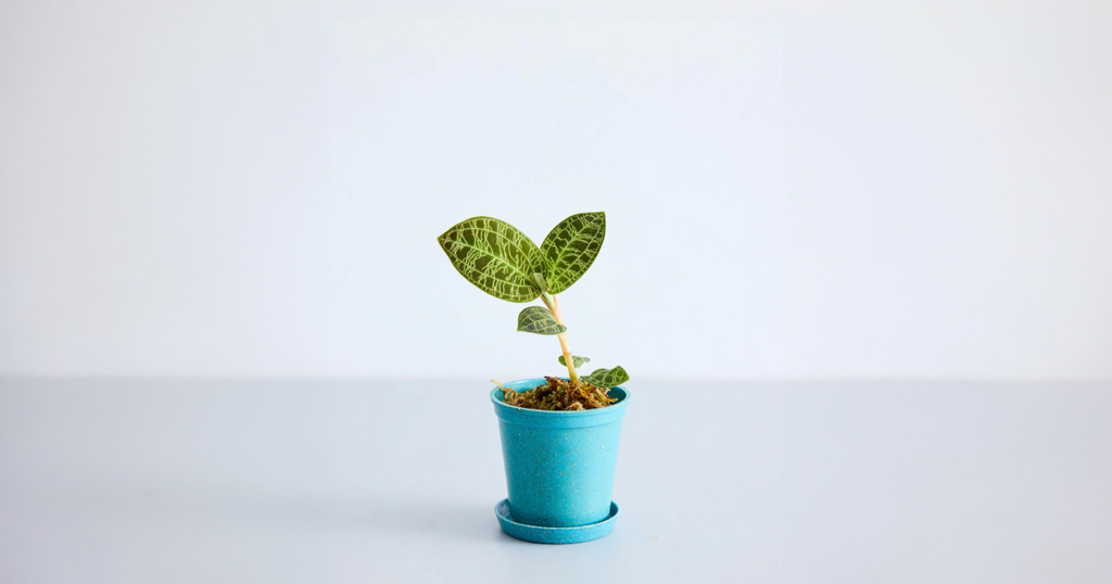 ジュエルオーキッド（マコデス・ペトラ）