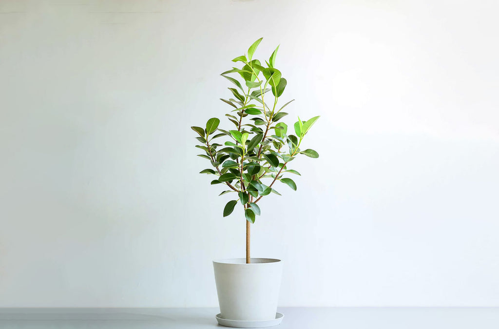 フランスゴムの木 ノーマル