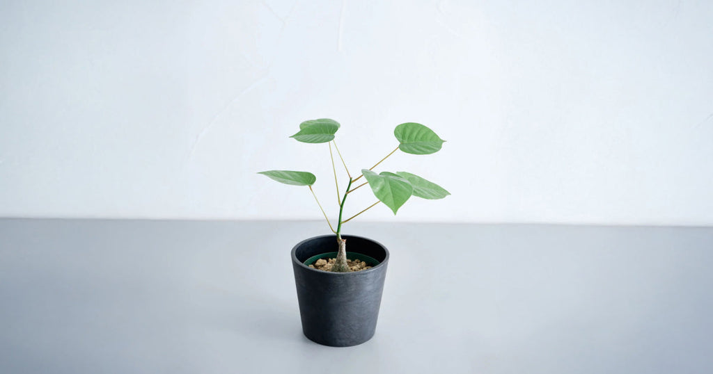 ボンバックス 実生