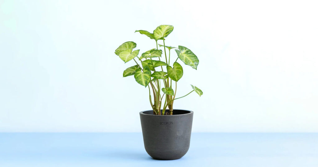 シンゴニウム・ピクシー