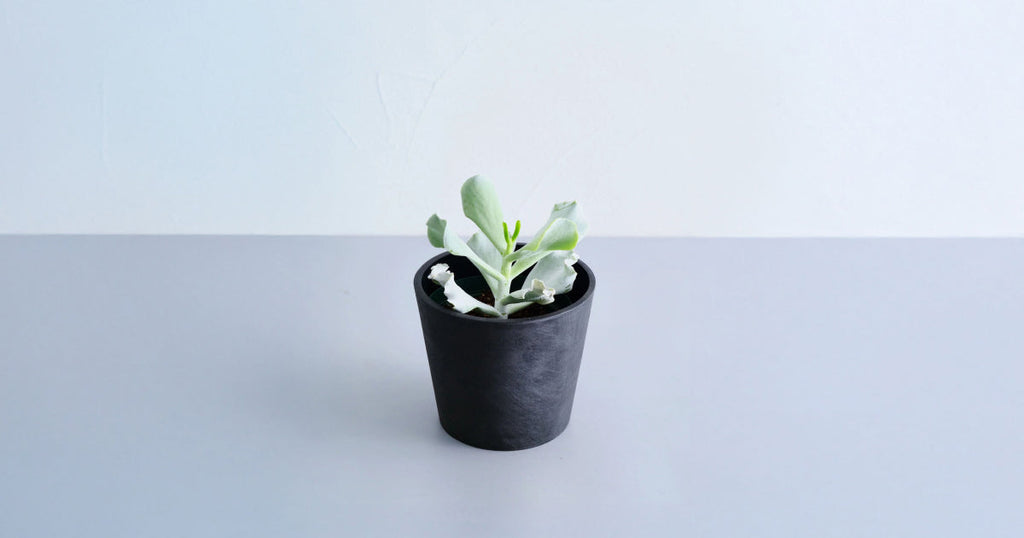 コチレドン・ペパーミント