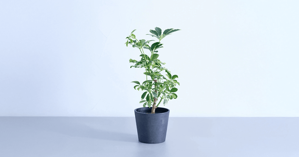 斑入りのシェフレラ