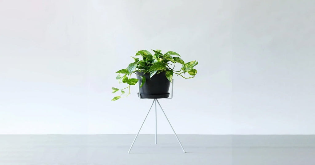 ポトス・ゴールデン