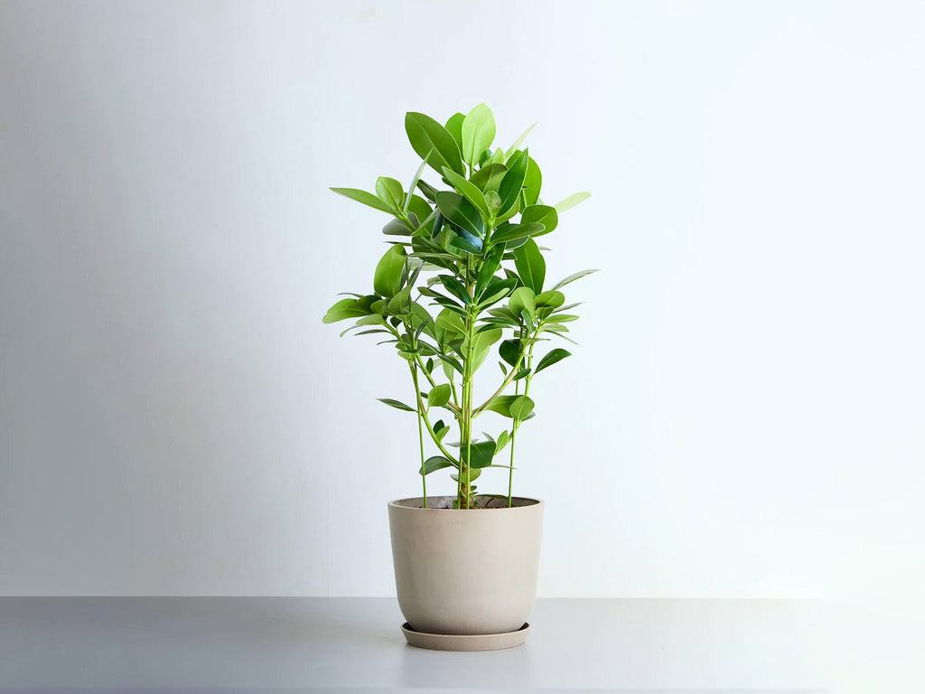 クルシア・ロゼア・プリンセス 8号