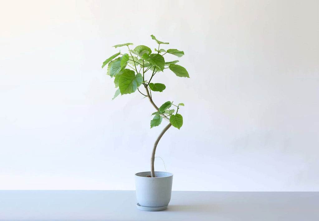 フィカス・ウンベラータ 8号