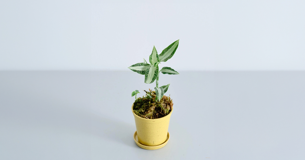 ジュエルオーキッド（アスピドギネ アルゲンティア） 