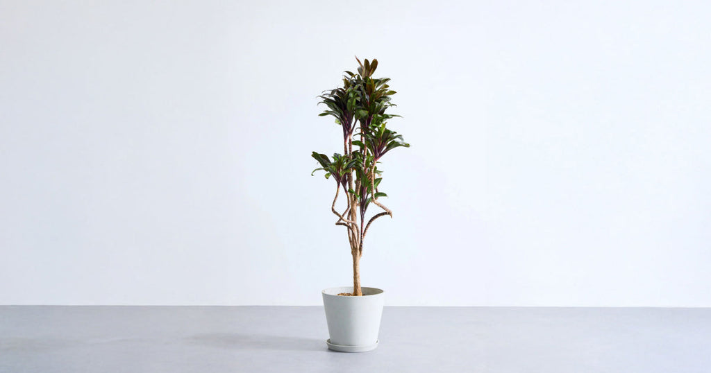 ドラセナ・パープルコンパクタ