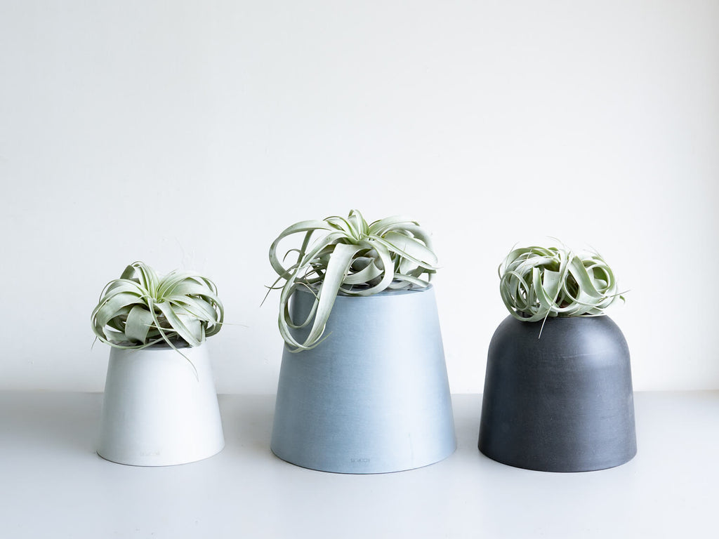 エアプランツ(チランジア)