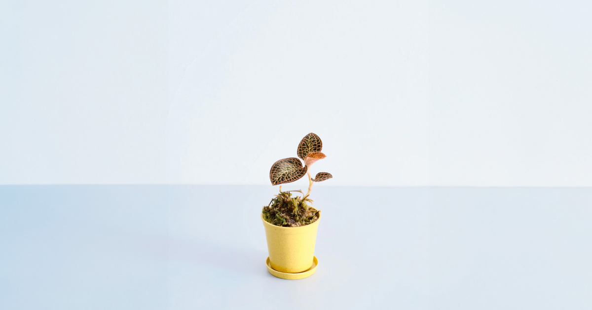 ジュエルオーキッド（アルボリネアータ）