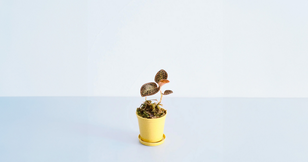 ジュエルオーキッド（アルボリネアータ）