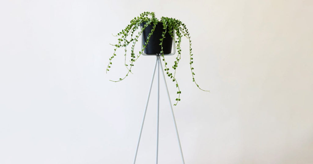 ディスキディア・ルスキフォリア