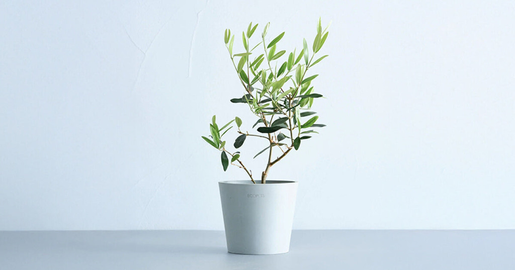 オリーブ・ひなかぜ 4号