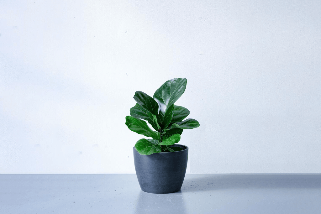 フィカス・リラータ（カシワバゴムノキ）