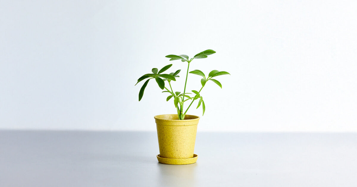 シェフレラベイビー