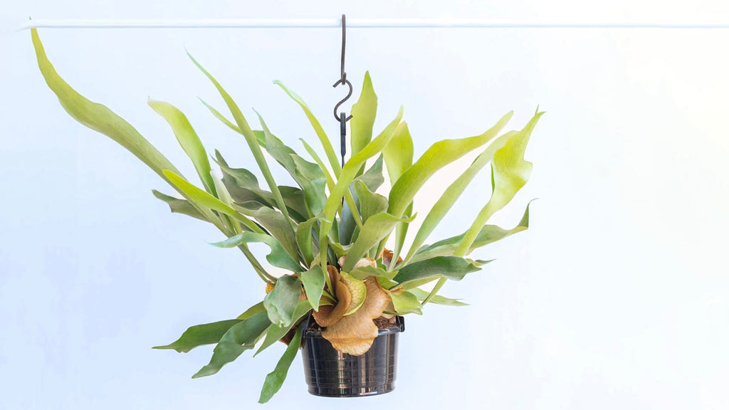 ビカクシダ・ネザーランド