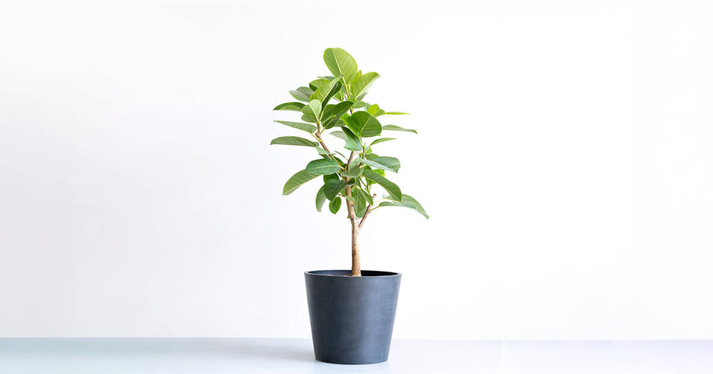 フィカス（ゴムの木）