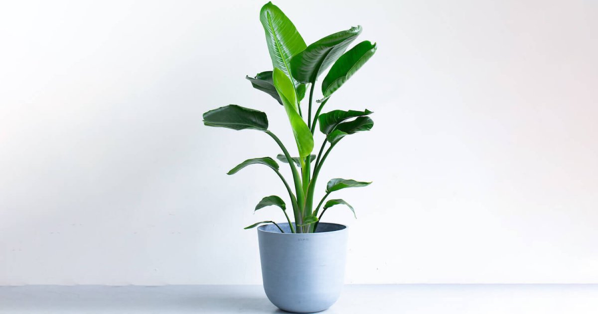 ストレリチア・オーガスタ