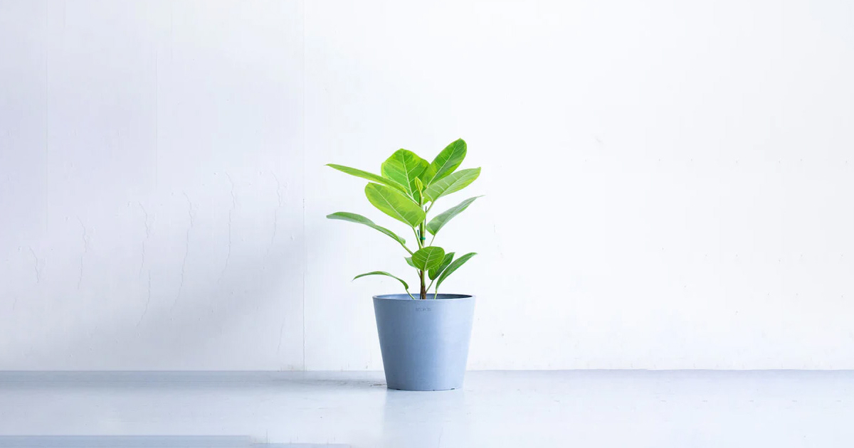 フィカス・アルテシーマ