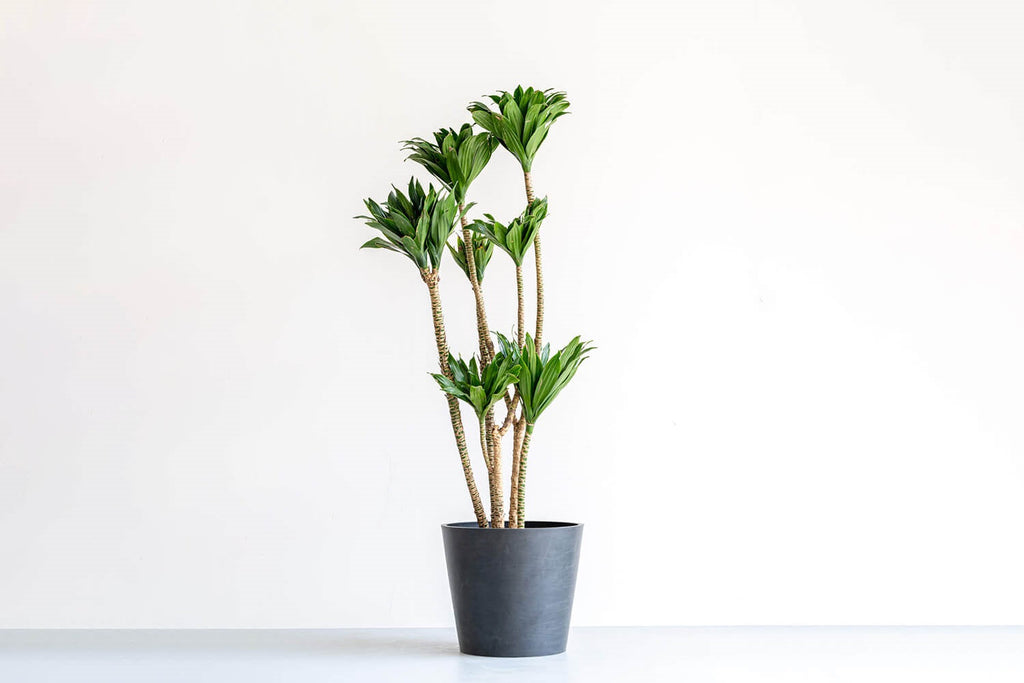 ドラセナ・デレメンシス・コンパクタ 10号