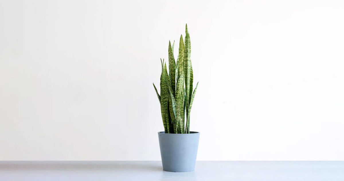 サンスベリア・ゼラニカ