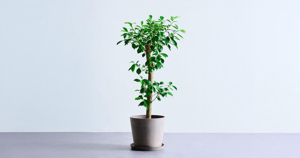 ガジュマル 大型