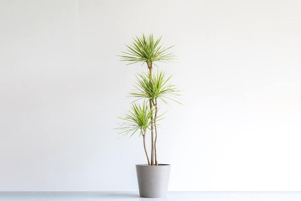 ドラセナ・コンシンネ・ホワイボリー 10号